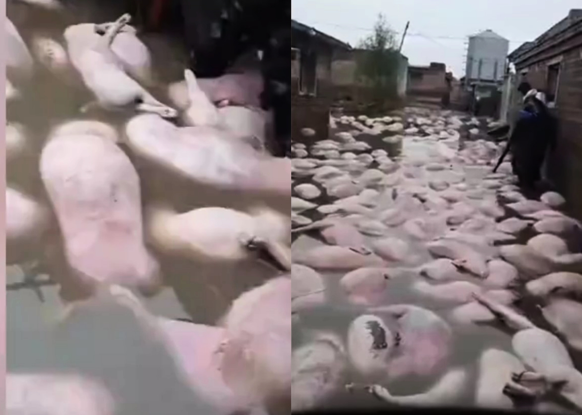  日前，山西孝義大孝堡鄉小疙瘩村被淹後，有大量死豬漂浮在水面上。（影片截圖）