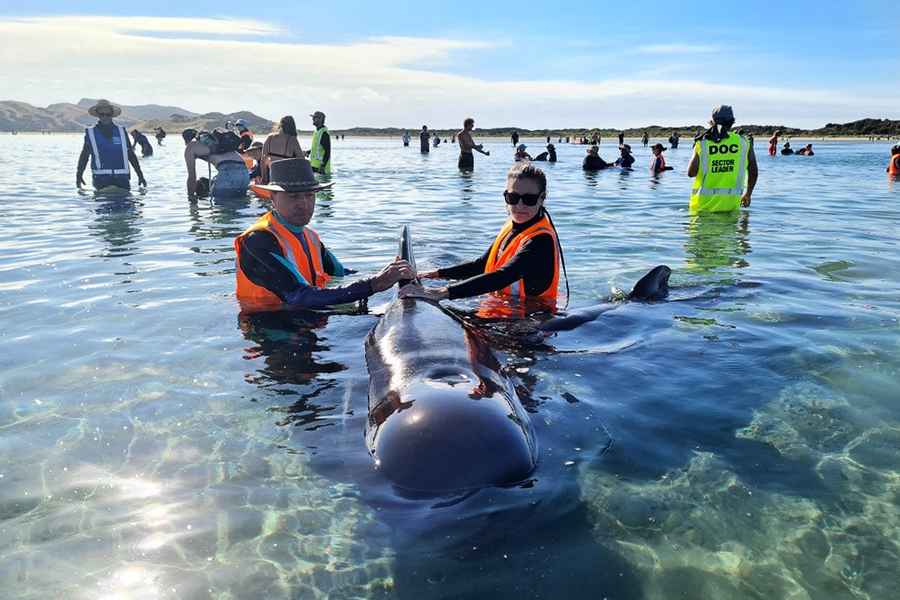 領航鯨擱淺紐西蘭「致命海灘」至少15頭喪命