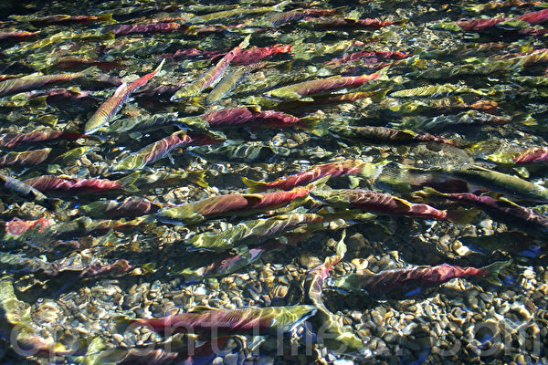 溫哥華島三文魚回流量20年來最高 原因是謎