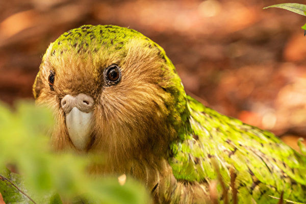 86+ 图片 鸚鵡 新的 51 //i.epochtimes.com/assets/uploads/2023/08/id14050229-Kakapo-Owl-Parrot-1200x720-600x400.jpg: 圖輯】鴞鸚鵡最奇怪鳥類之一世上僅存250隻|大紀元時報香港|獨立敢言的良心媒體