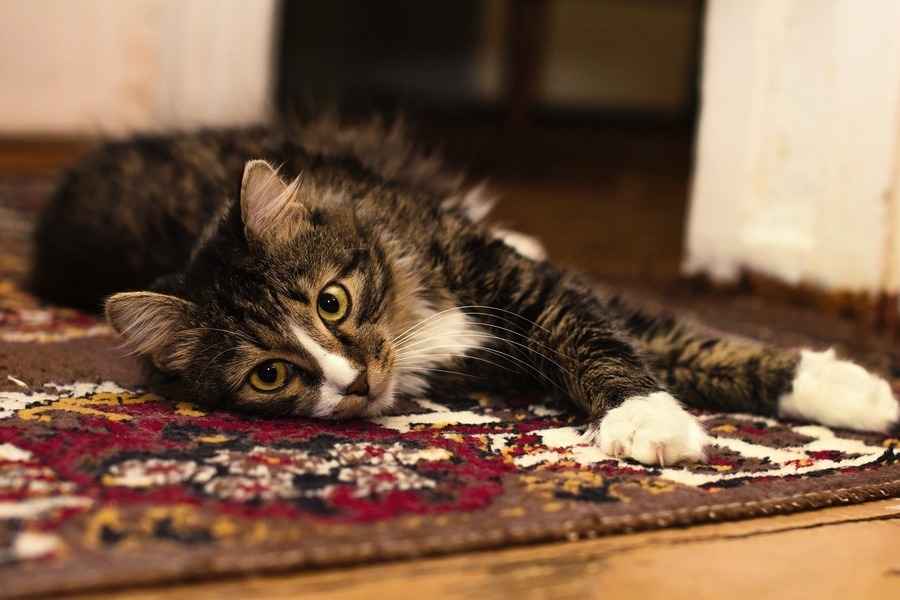 國小貓不停抓地毯 救了女主人一命