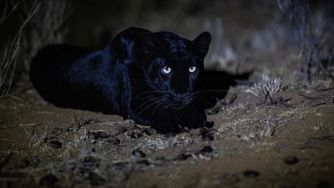   一位終生熱愛黑豹的南非野生動物導遊如願拍到難得窺見的黑豹特寫。（Nick Kleer提供）