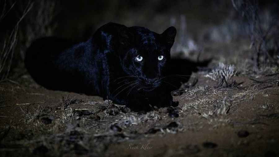 【圖輯】罕見的黑豹夜景特寫 盡顯優雅霸氣