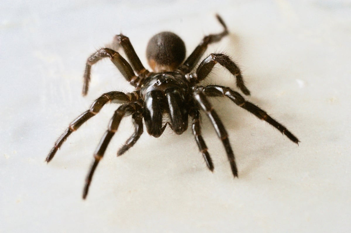 悉尼的潮濕天氣導致漏斗網蜘蛛數量將會激增，人類被其咬傷後如不及時醫治，可能有生命危險。圖為漏斗網蜘蛛資料圖。（funnel-web spiders）。（John Douglas/AAP）