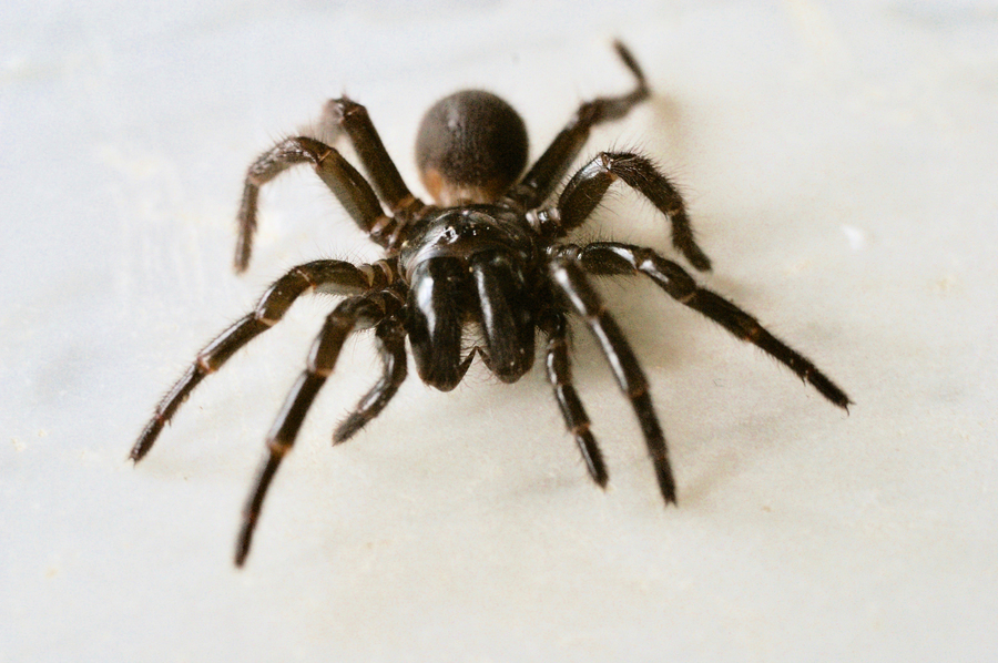 悉尼今夏毒蜘蛛數量激增  專家籲「安全捕捉」指毒液可製救生抗毒血清