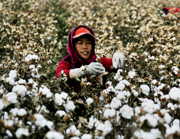 美宣佈禁止進口新疆所有棉花及番茄產品
