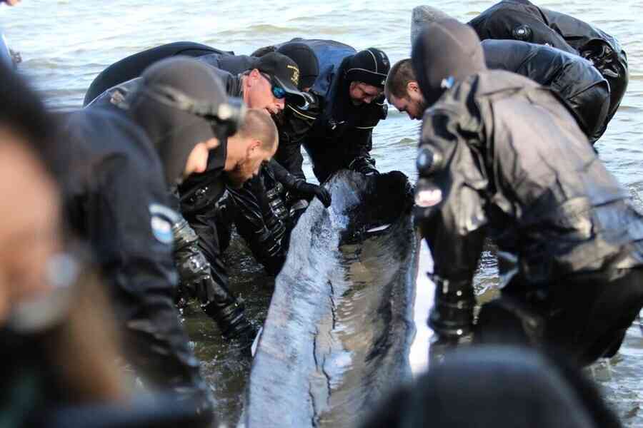 美國湖底出土5200年前獨木舟 比金字塔還古老