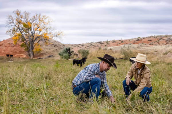  【獨家】遠離農藥化肥 美牧場主探索傳統之路
