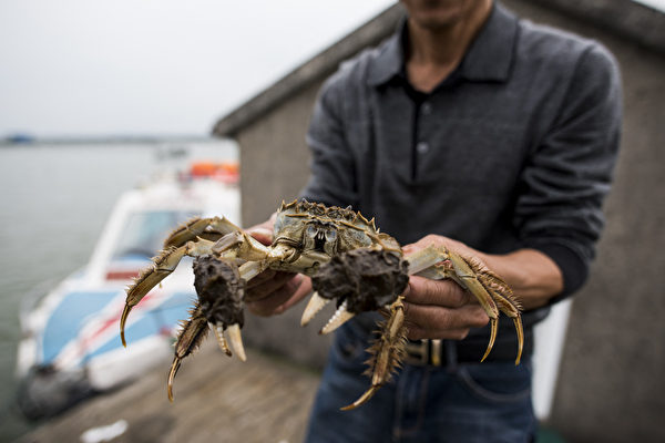 中國大閘蟹入侵 英國設網捕撈