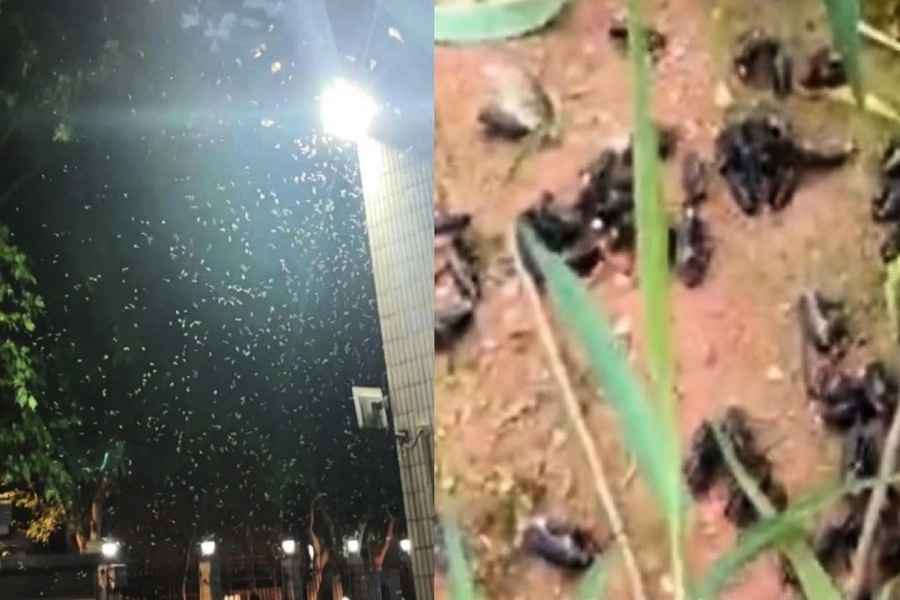 上海白蟻大爆發 湖南益陽遭遇「雞公蟲」侵襲