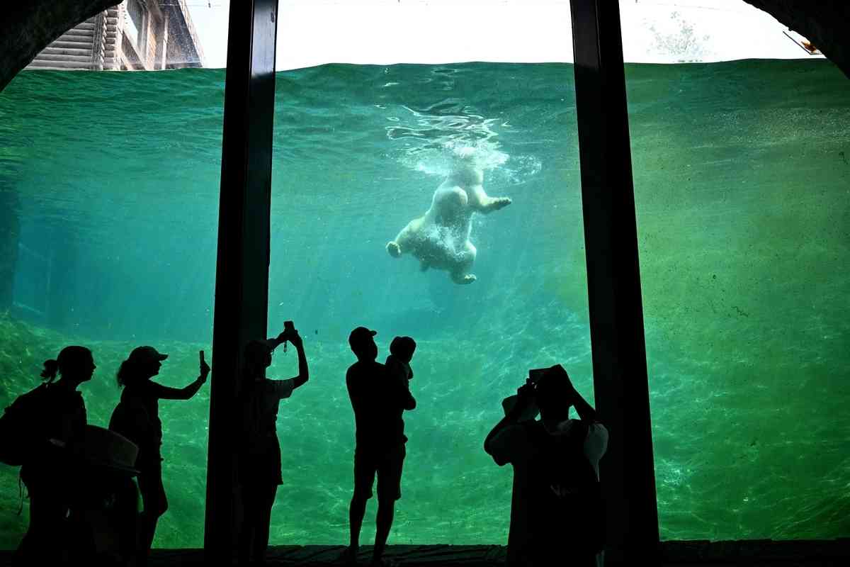 2025年7月2日,比利時布呂熱萊特(Brugelette),天堂動物園(Pairi Daiza Zoo)內的一隻北極熊在水中玩耍消暑。(Nicolas Tucat/AFP via Getty Images)