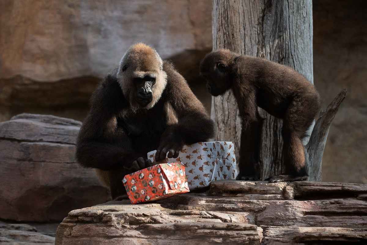 2024年12月21日,西班牙豐希羅拉生態動物園(Bioparc Fuengirola zoo)裏的大猩猩正有模有樣地拆著禮物。(Jorge Guerrero/AFP via Getty Images)