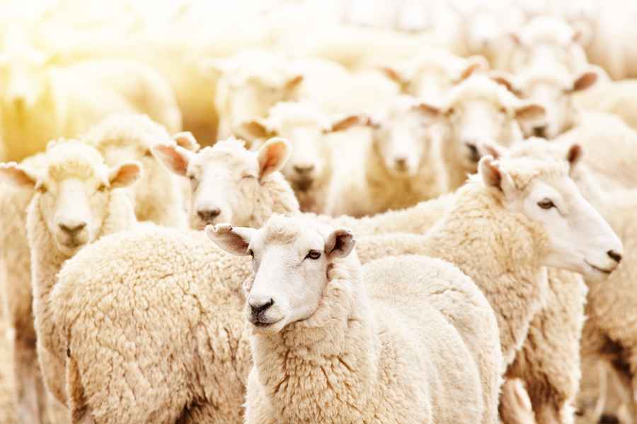  綿羊群闖溫室吃掉272公斤大麻 跳得比山羊高