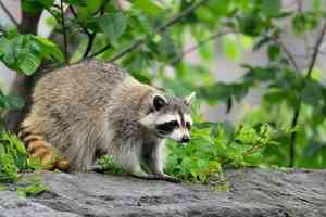 美國浣熊藏身汽車飄洋過海「偷渡」至白羅斯