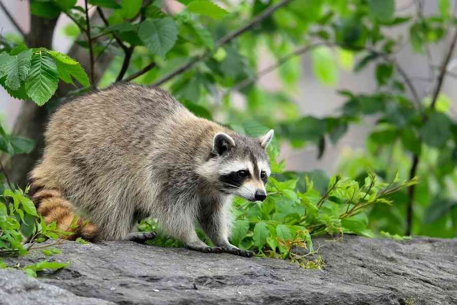 美國浣熊藏身汽車飄洋過海「偷渡」至白羅斯
