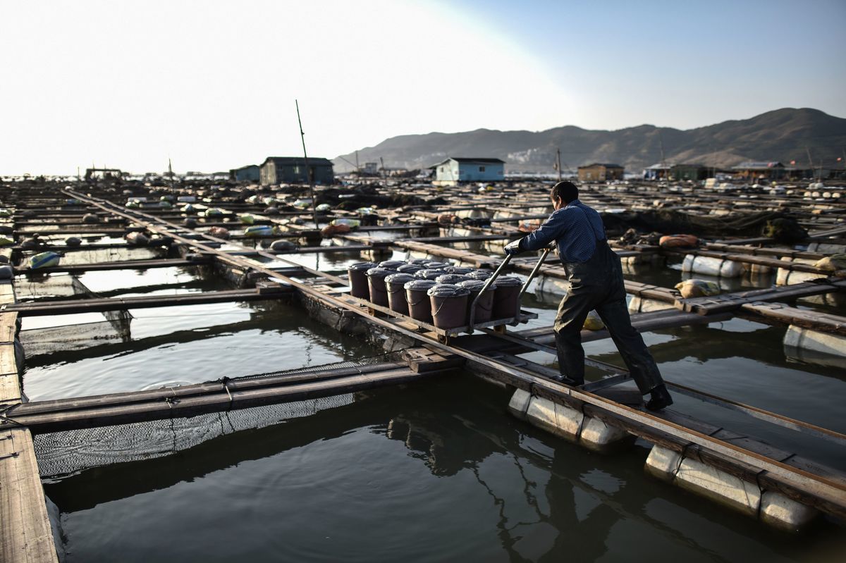 美國政府向國會提交的一份聯合報告指，中共漁業部門強迫勞動的問題嚴重。圖為2019年12月12日，福建霞浦已漁民在勞作。（HECTOR RETAMAL/AFP via Getty Images）