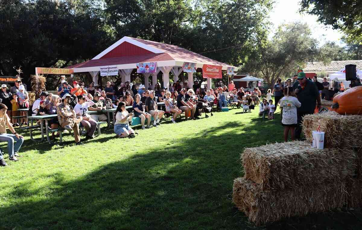 2025年9月20日,第10屆年度種植南瓜稱重大賽(Great Pumpkin Weigh-Off)在爾灣地區公園(Irvine Regional Park)舉辦,居民在等待南瓜稱重。圖為來自洛縣的小姑娘斯凱拉(Skylar),她種出了115磅的南瓜。(李梅/大紀元)