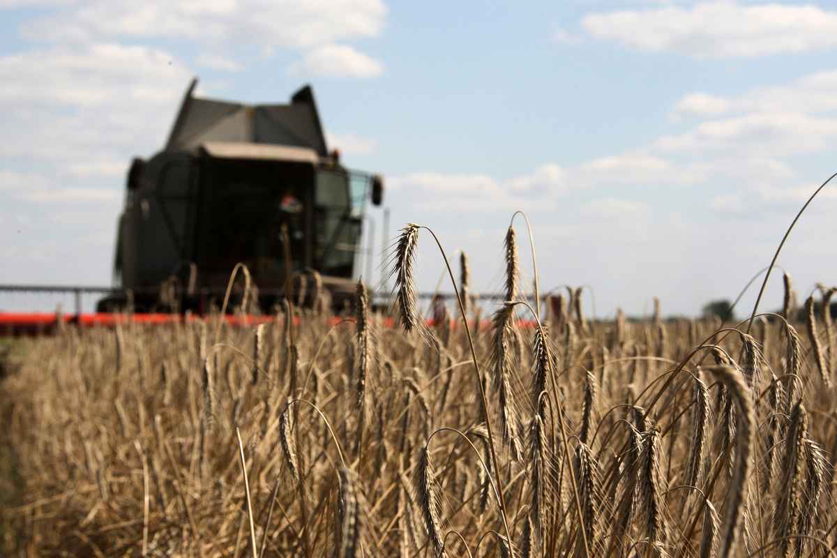 2009年8月11日，烏克蘭基輔以北約220公里的切爾尼戈夫（Chernihiv），一名農民正在收割小麥。烏克蘭擁有良好的耕地與氣候，曾被稱為「歐洲糧倉」。 （GENIA SAVILOV/AFP via Getty Images）