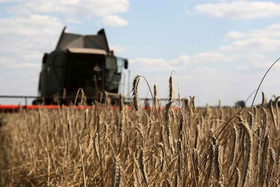 印度禁小麥出口 美歐商討改善食品供應鏈