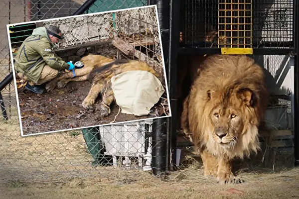 現年15歲的雄獅「魯本」曾被囚禁在一個小籠子裏長達15年之久，近期，在國際性動物保護組織和航空公司的幫助下，它終於抵達可以頤養天年的溫馨家園——南非。（Animal Defenders International提供）