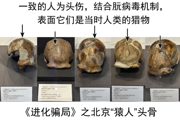 進化騙局（8） 九問「北京猿人」（上）