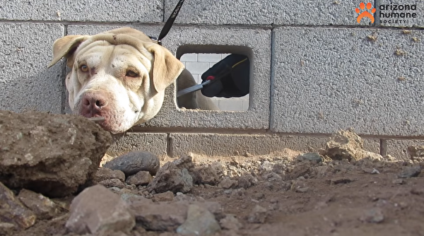 兩歲的美國比特鬥牛犬巴迪頭卡在水泥牆洞眼。（亞利桑那動物救助協會提供）