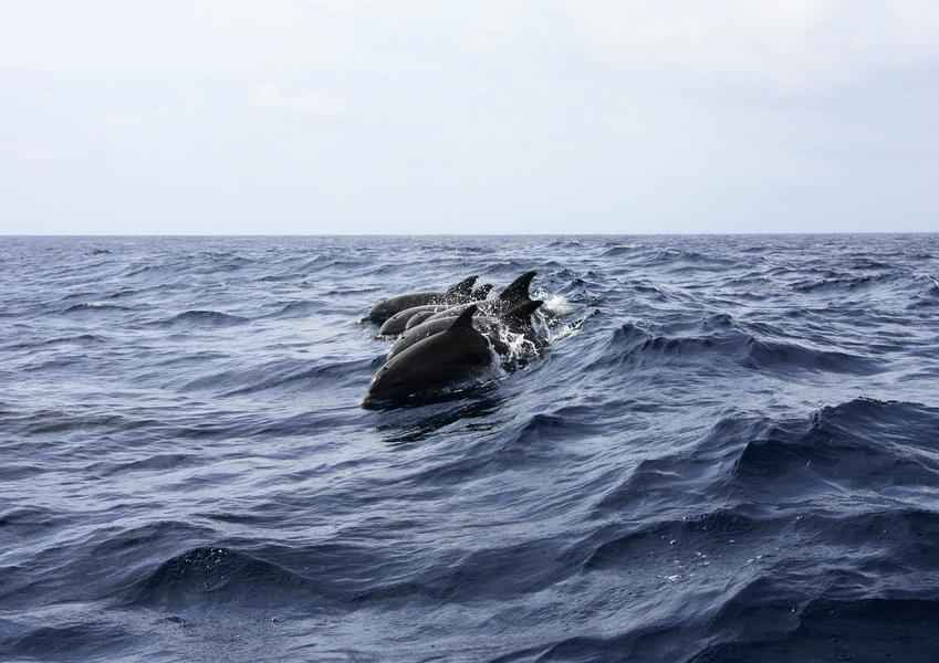 衛星照片分析：俄部署海豚保護黑海軍事基地