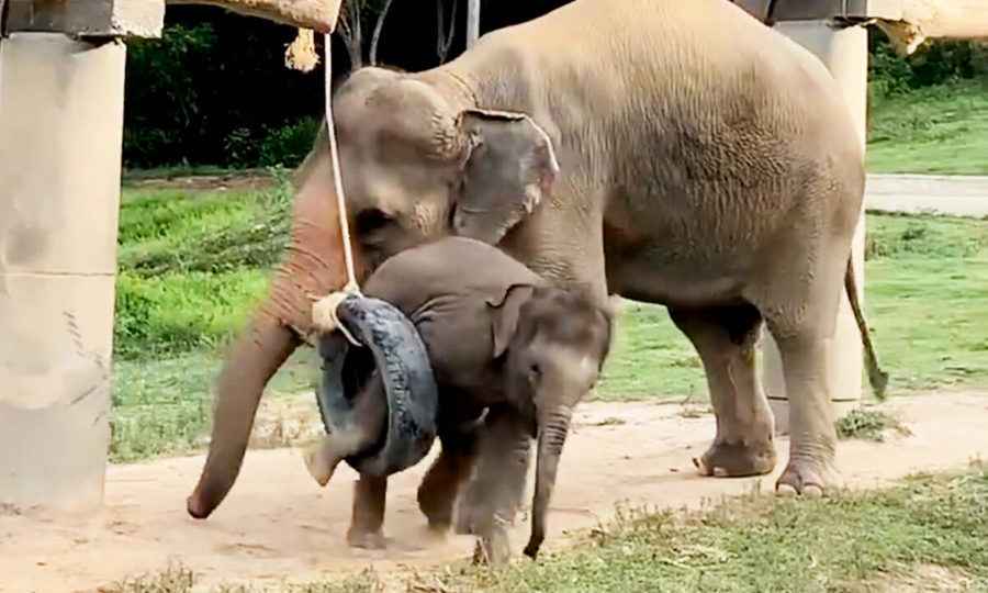幼崽被輪胎玩具卡住之後 大象媽媽搞笑反應