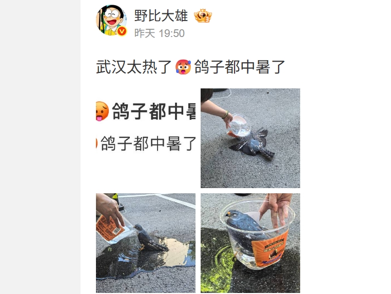 武漢最高氣溫突破40℃ 「鳥都中暑」了