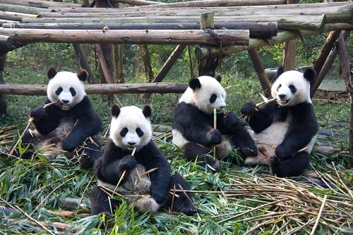夏林：熊貓爛尾工程