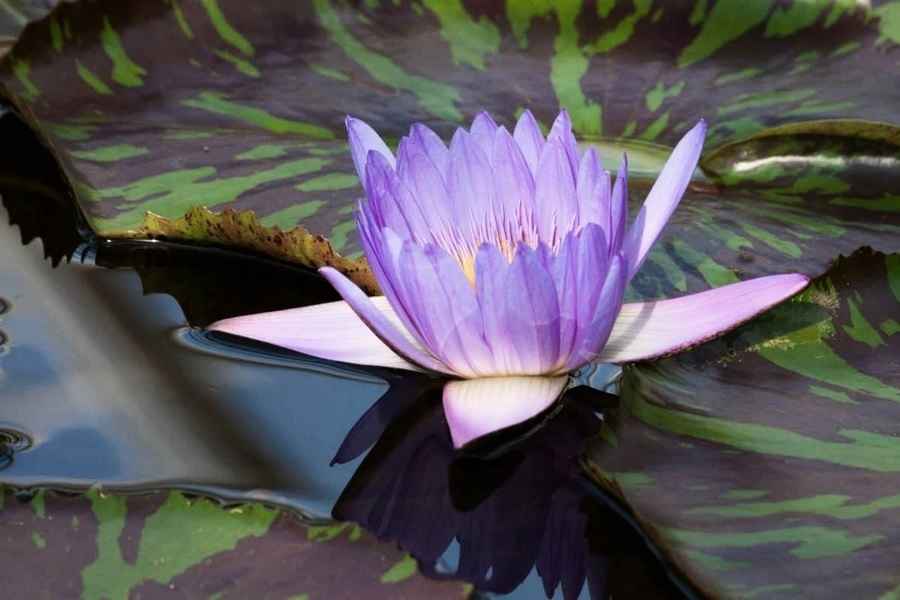 「借花獻佛」借的甚麼花？獻給哪位佛？