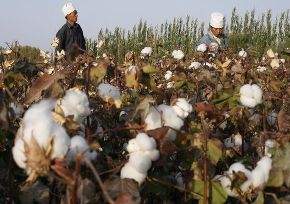 圖為新疆庫爾勒的棉花田。（FREDERIC J. BROWN /AFP/Getty Images）