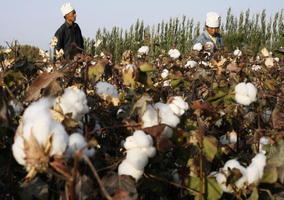 【新疆棉】中共自嚐苦果 全球時尚產業禁用新疆棉花