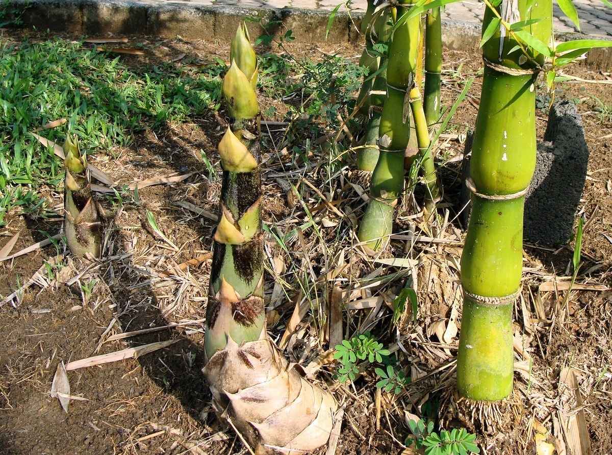 3月30日下午，雲南水富市有村民採挖竹筍時與山林承包方爆發流血衝突。圖為竹筍。（Pixabay）