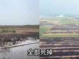 山東菏澤大量農田遭污染 小麥大幅減產