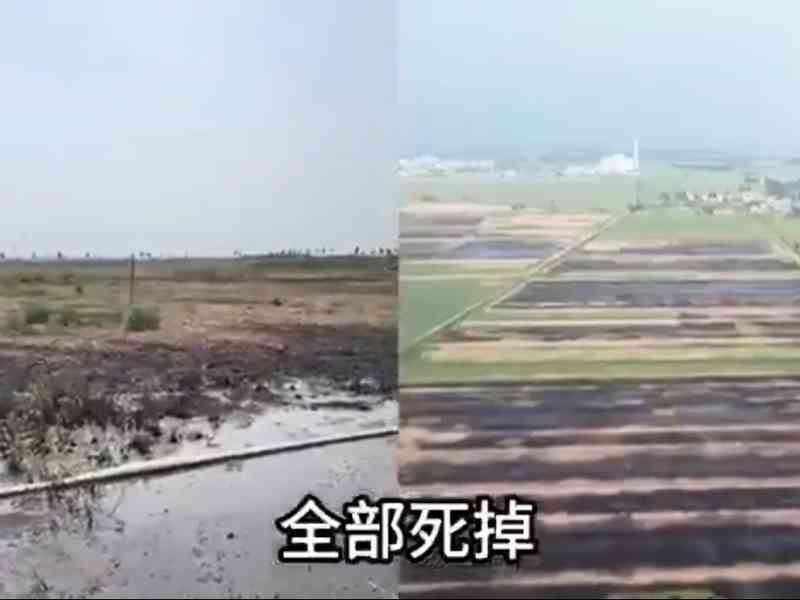 山東菏澤大量農田遭污染 小麥大幅減產