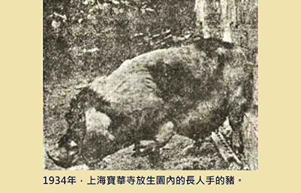 1934年，上海寶華寺放生園長人手的豬。（公有領域／大紀元後製）