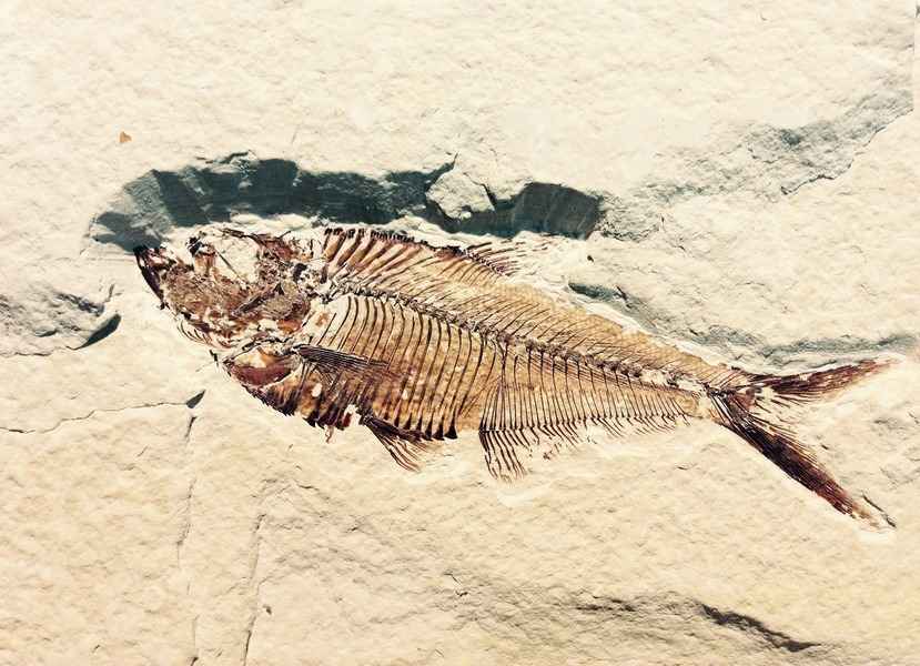 最古老魚類心臟化石現蹤澳洲 距今3.8億年