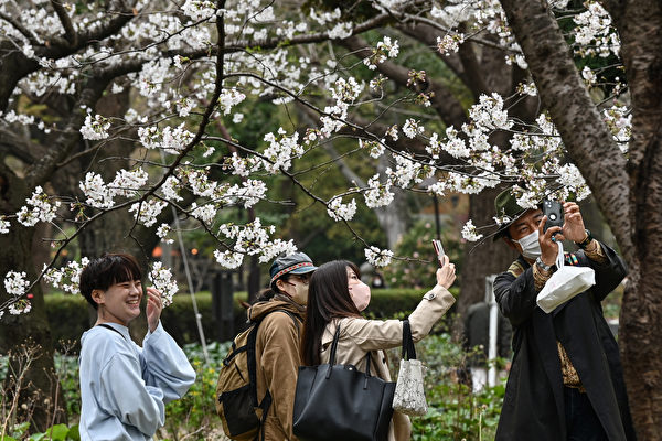 2023年3月21日，日本東京日比谷公園，民眾觀賞盛開的櫻花。（Richard A. Brooks/AFP）