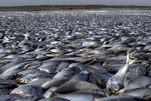 墨西哥阿卡普高附近海灘有數千條活魚被衝上岸，引來民眾撿拾。（影片截圖）