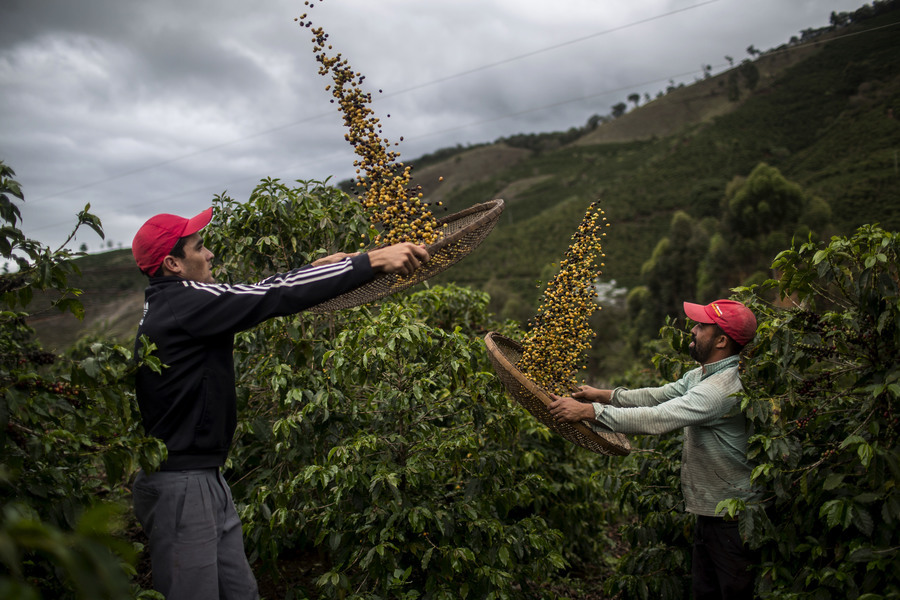 巴西遇91年來最嚴重乾旱 咖啡豆價格飆新高
