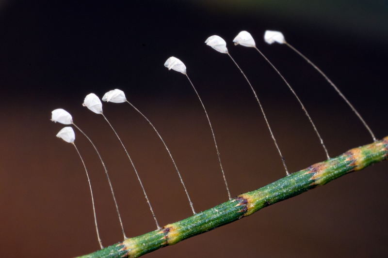 傳說中的那些神奇植物
