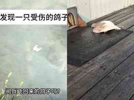 天氣炎熱 北京閱兵後許多鴿子疑似「中暑」