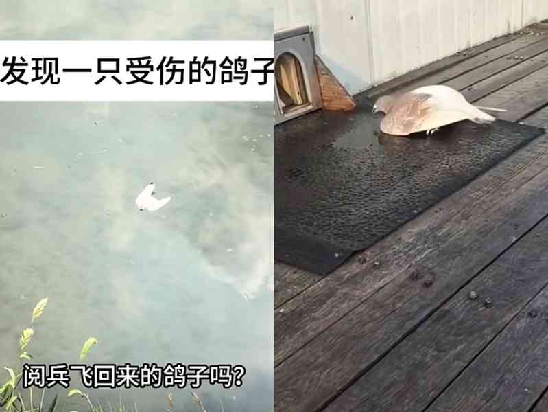 天氣炎熱 北京閱兵後許多鴿子疑似「中暑」