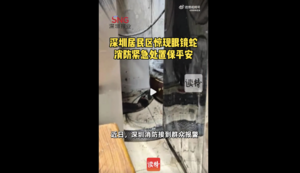 深圳接連出現劇毒眼鏡蛇 長達1.8米