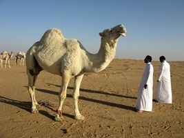 世界盃2022｜除了足球賽 卡塔爾還舉辦世界盃駱駝選美大賽