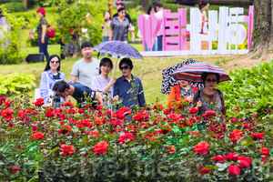 首爾大公園玫瑰盛開 成賞花人氣景點