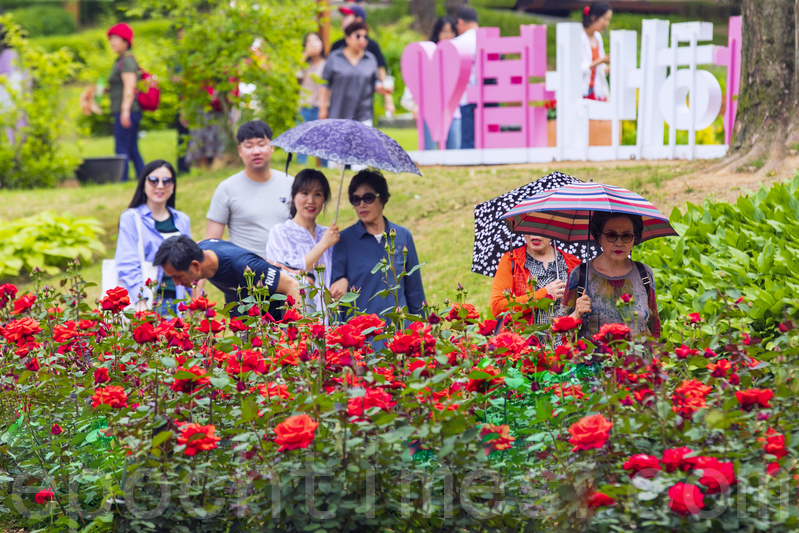 首爾大公園玫瑰盛開 成賞花人氣景點