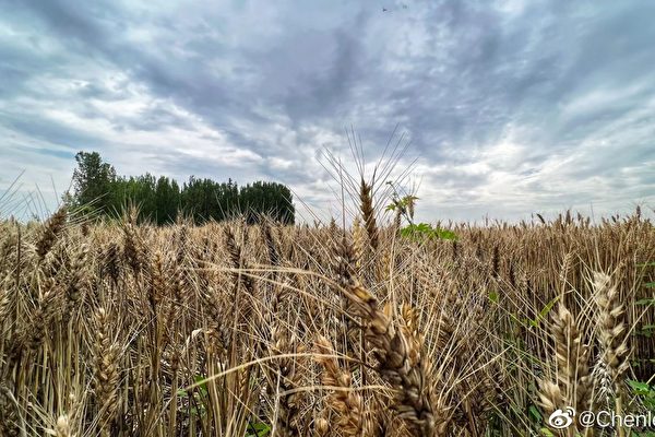 河南遭遇嚴重「爛場雨」 小麥大面積發芽發霉
