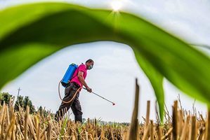 中共宣傳水稻災年可豐收 與公佈受災數據矛盾